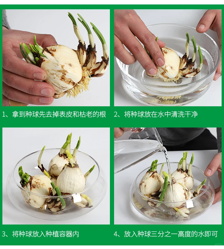 ❄️高级感水仙｜小众绿植种草