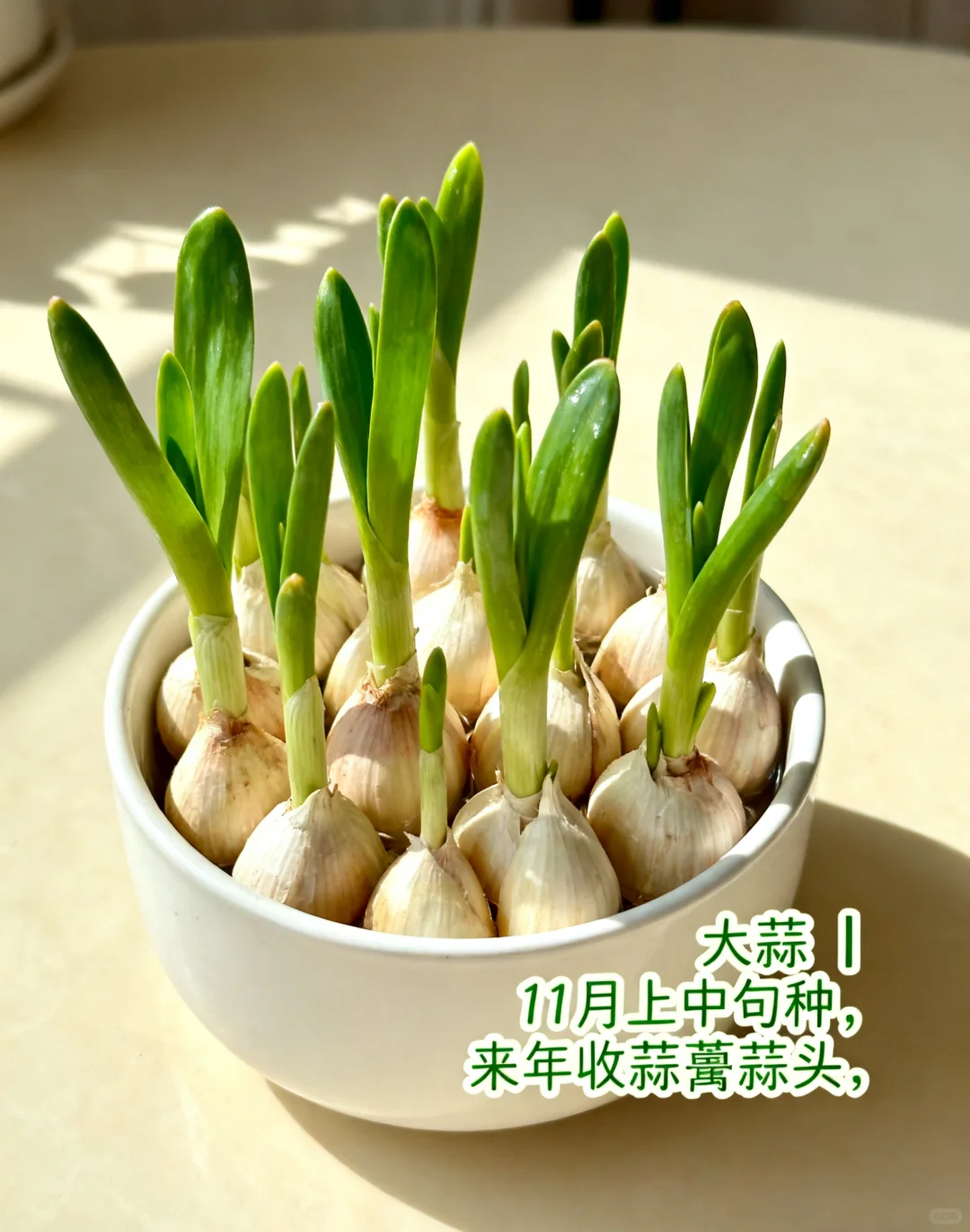 山东11月种菜清单｜14种耐寒菜！新手闭眼冲?