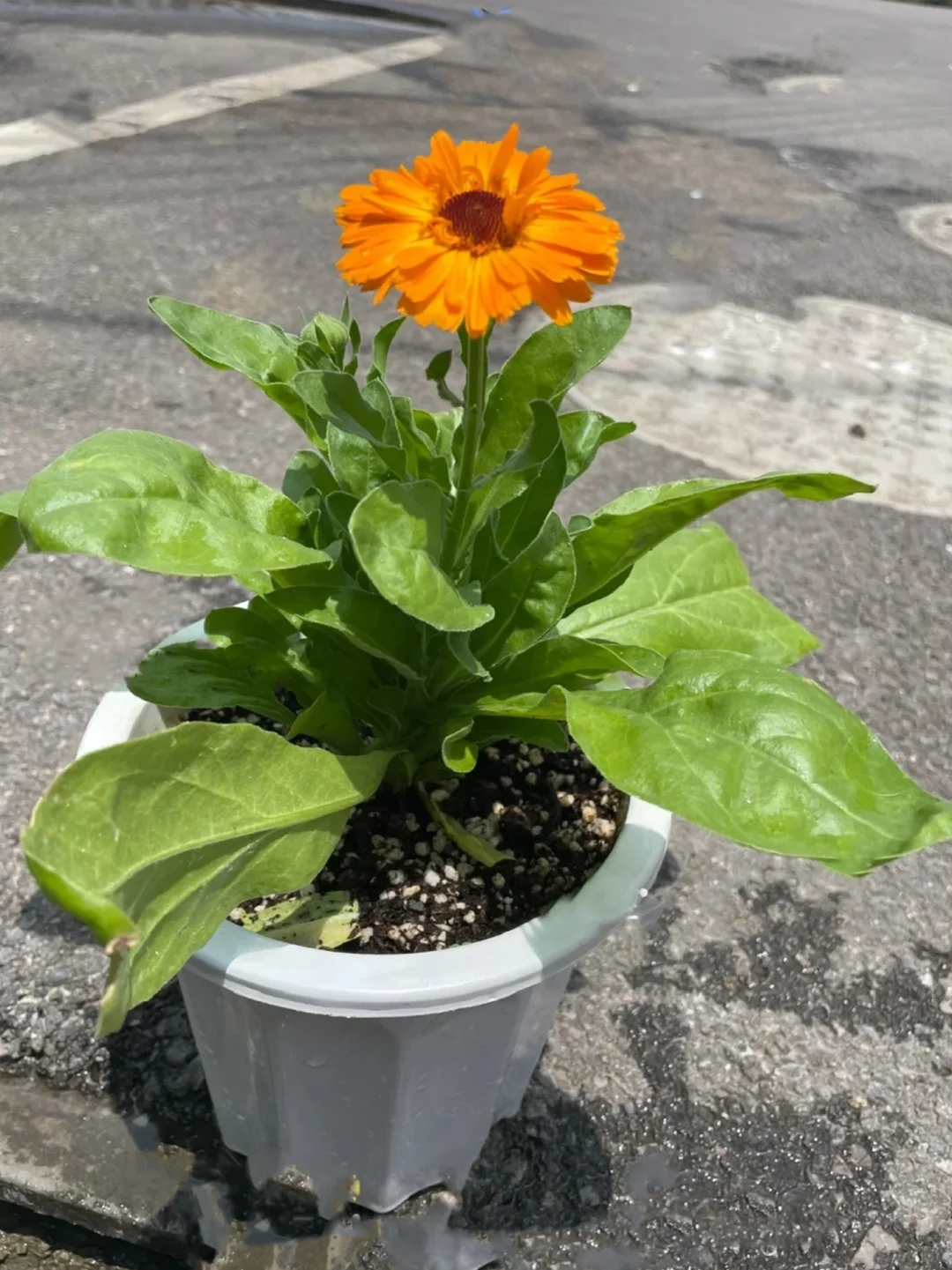 花花盆栽~观花
