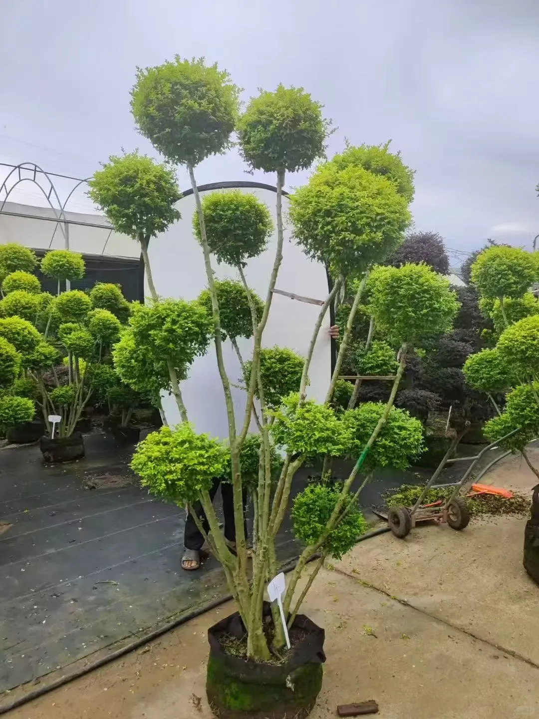 【苗木~亮叶女贞】