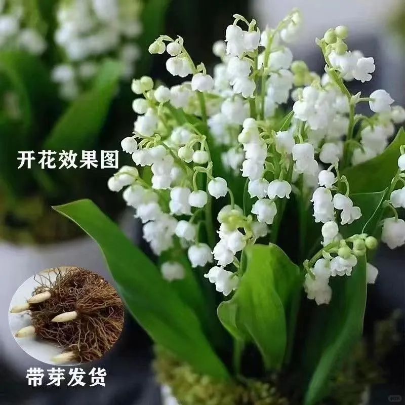 ?铃兰 | 世间最纯洁的白色小花