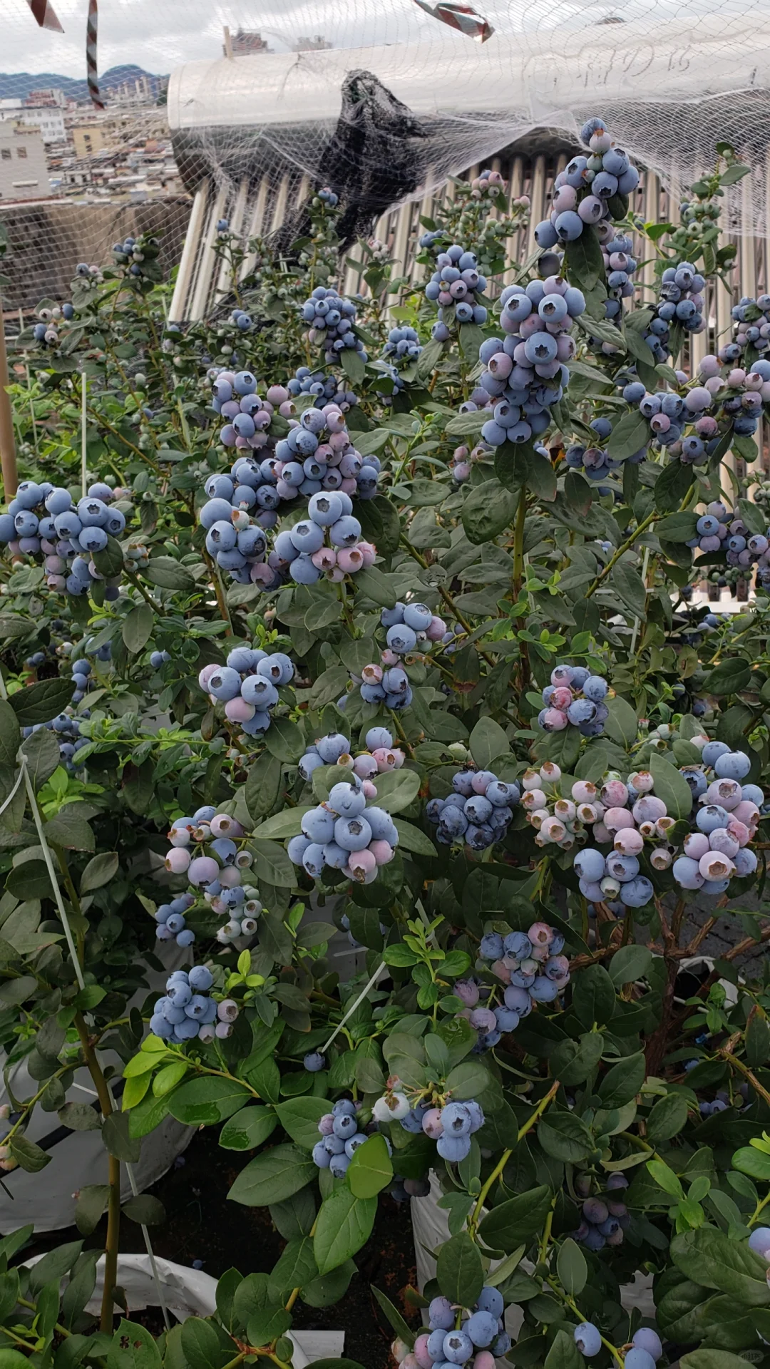 今年的蓝莓燃尽了