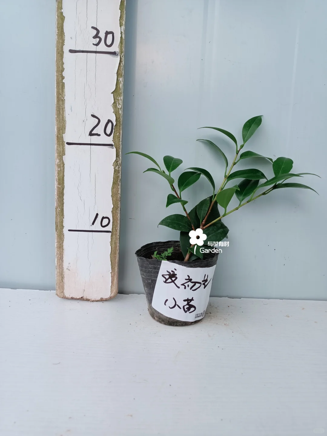 绞初岚日本山茶花苗情实拍/25.08