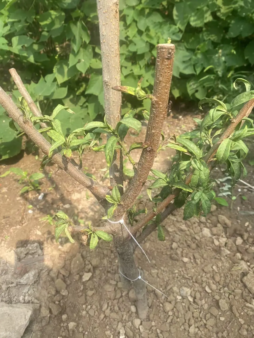 怎么种桃树啊？？？