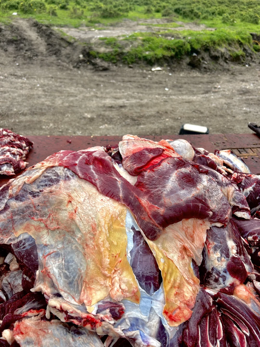 青藏高原藏牦牛肉来啦，拒绝❌黄牛肉进口肉