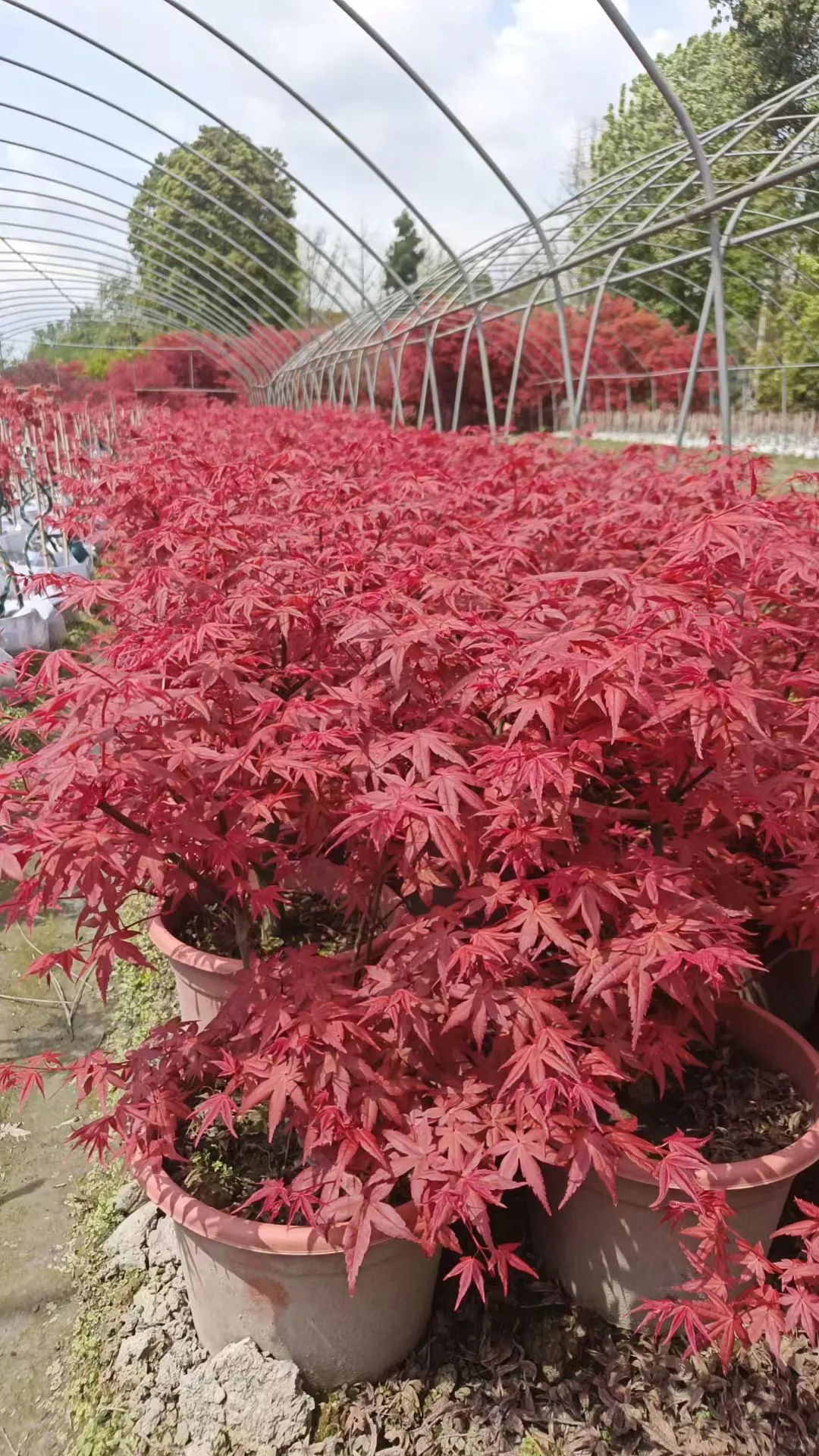 想送红枫，有人想养吗？