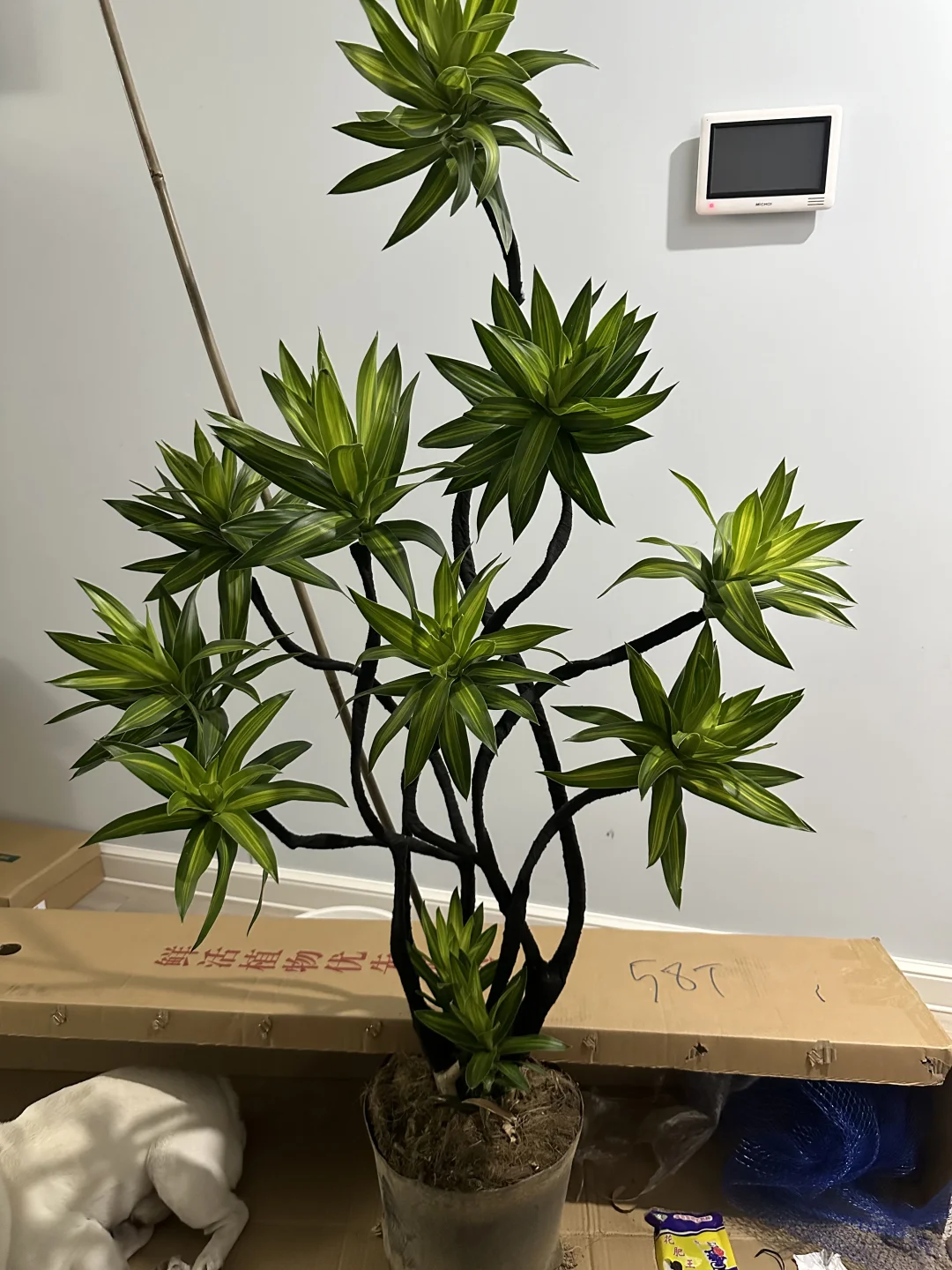百合竹