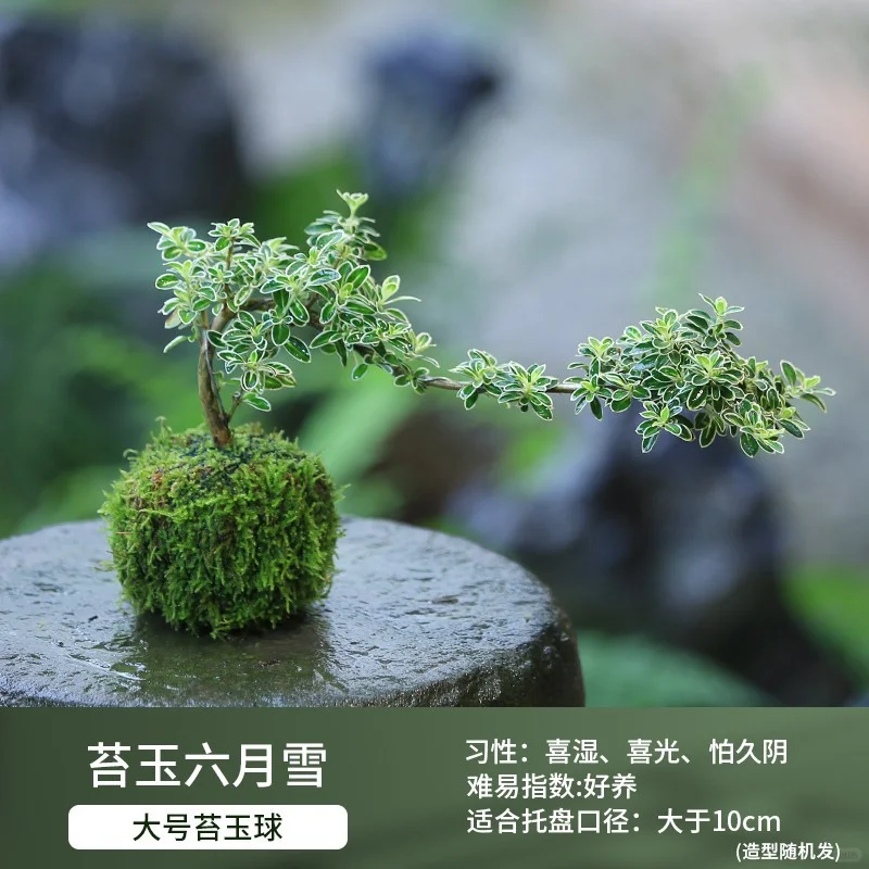 盆栽花卉组合，一镜到底～