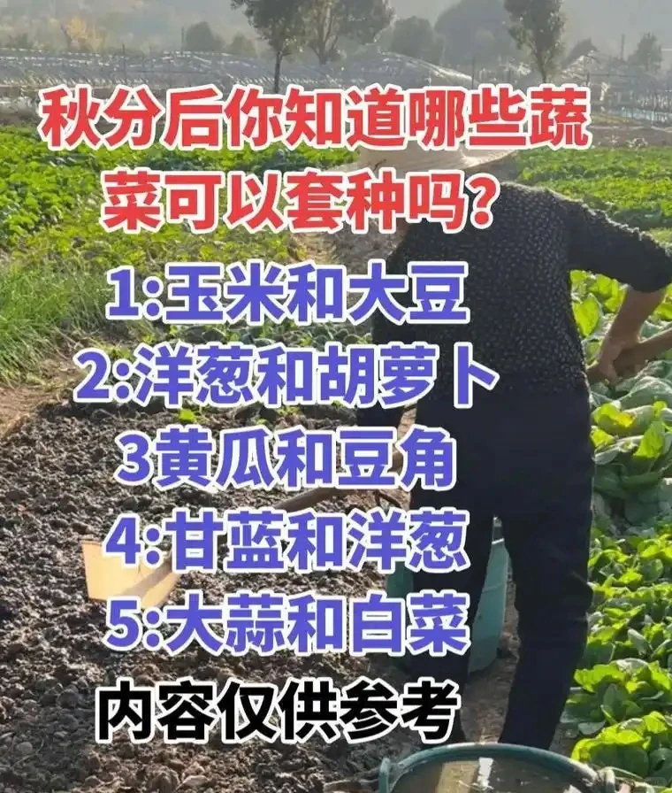 快收好10张蔬菜套种图随时备用种好蔬菜