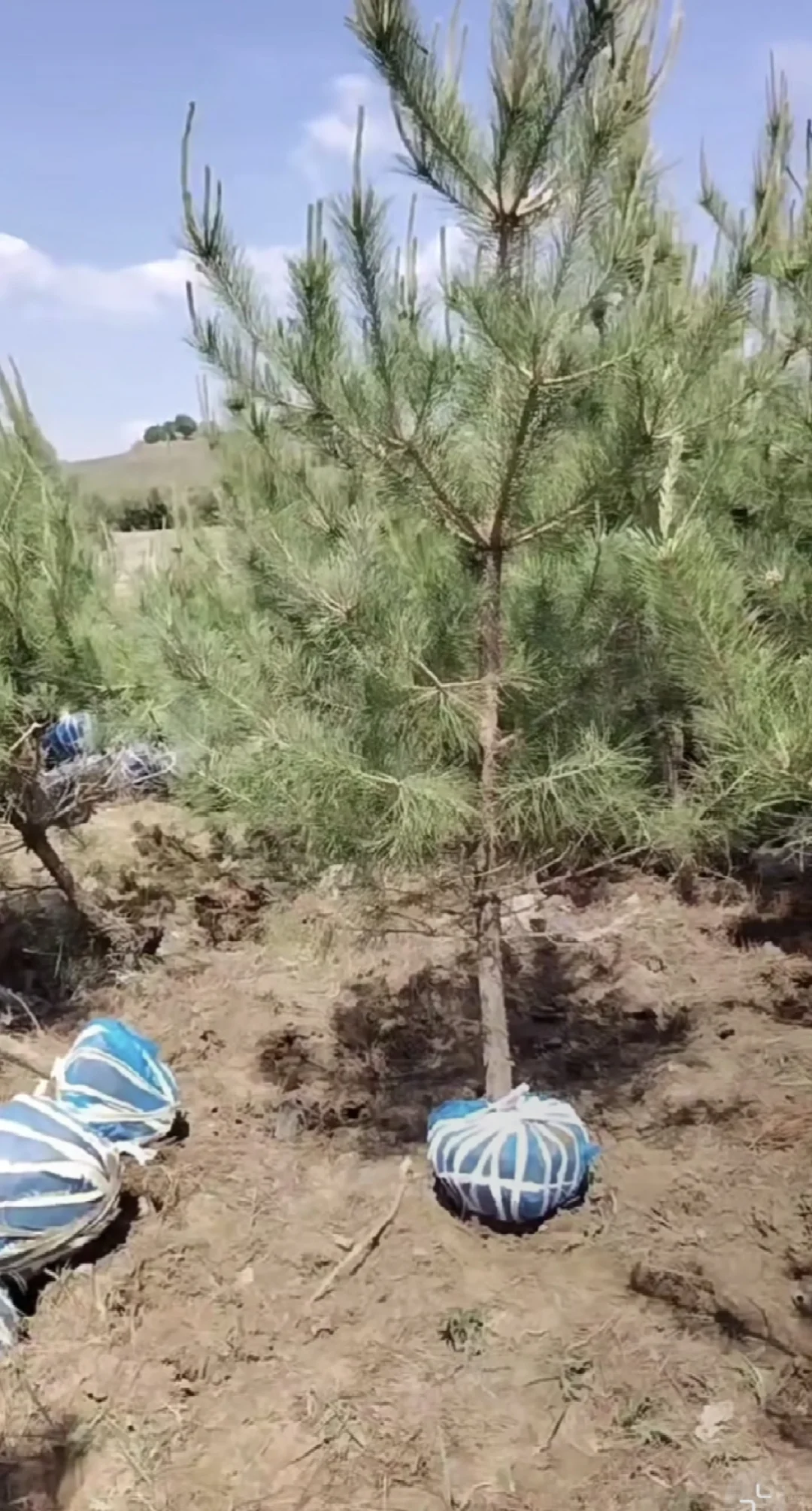 卖自家4-5年油松苗三千颗