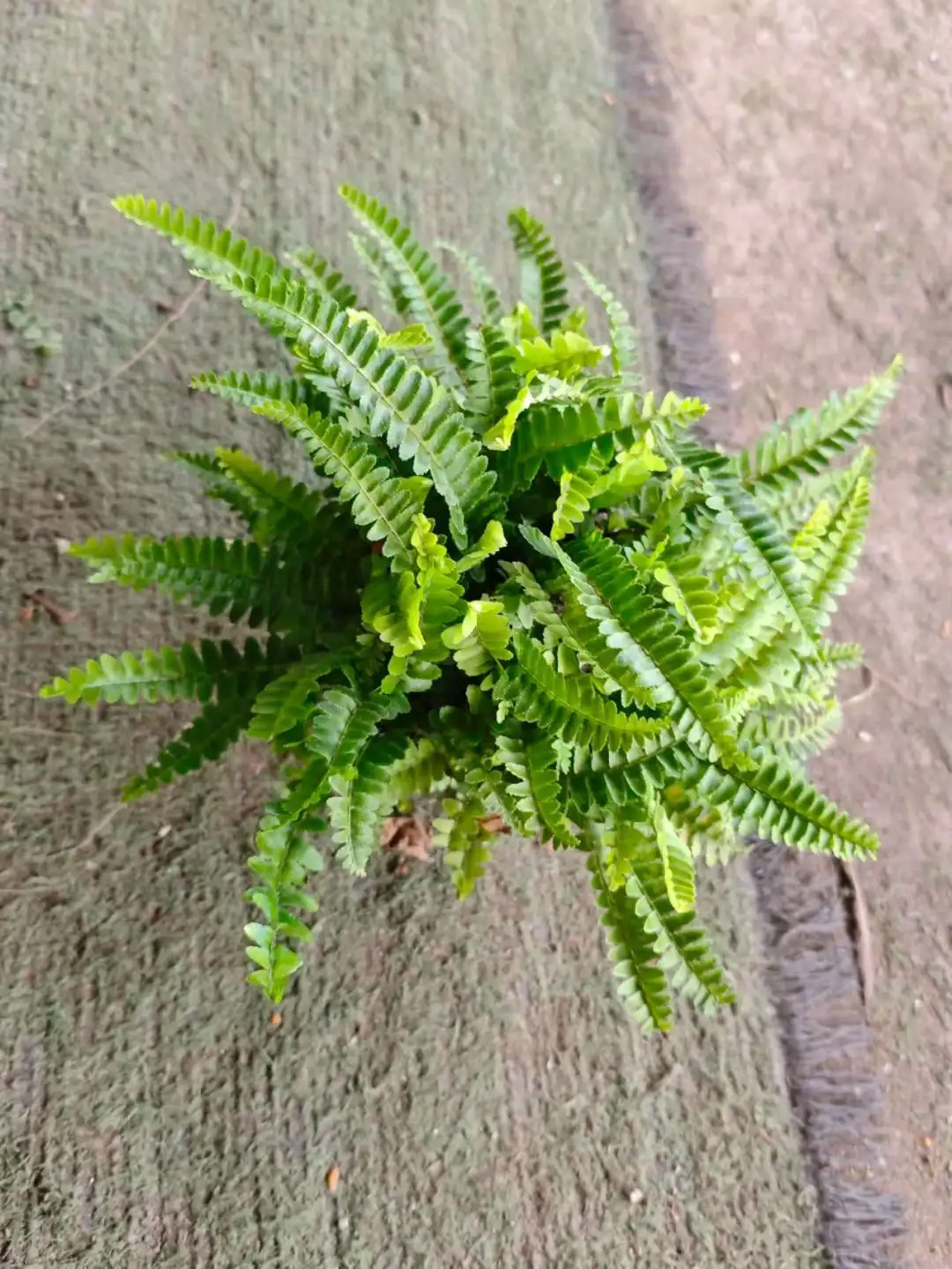 夏威夷肾蕨