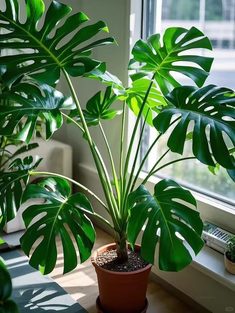 家有几抹绿～