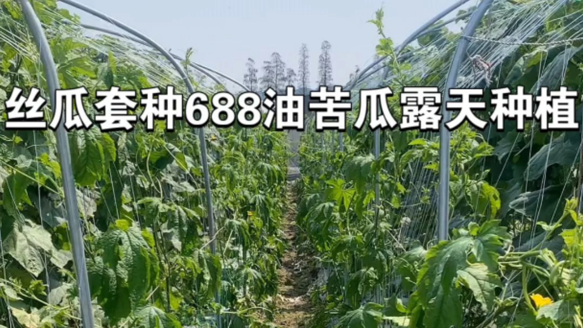 快收好10张蔬菜套种图随时备用种好蔬菜