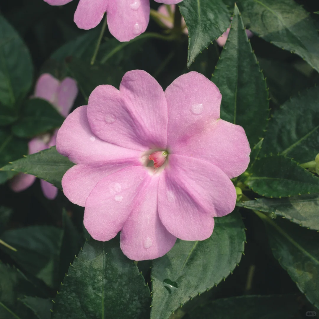花花 | 苏丹凤仙花