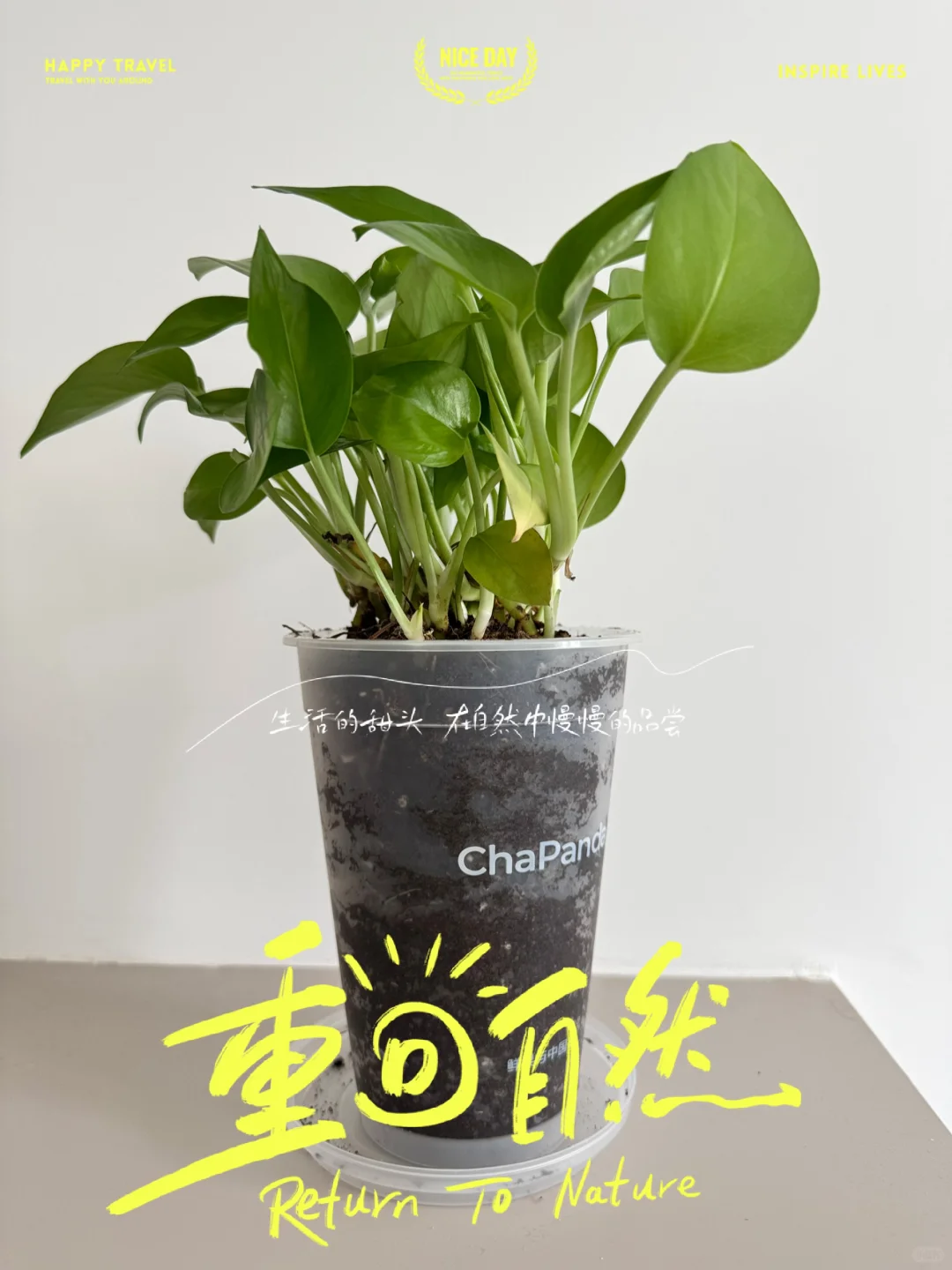 手工制作——奶茶罐，茶百道绿萝