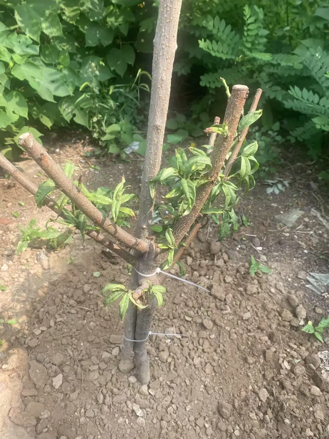 怎么种桃树啊？？？