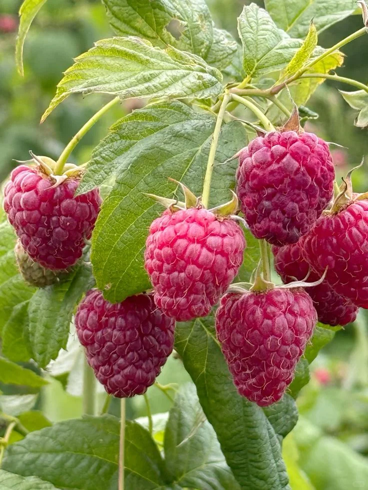 农村长大的孩子都有一段摘树莓的回忆