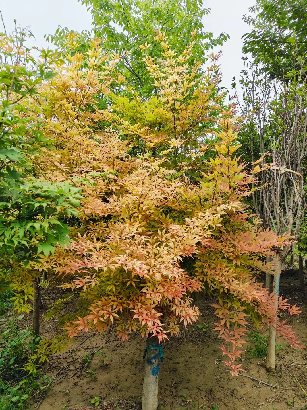 【北京大兴 】各种果树包种包活