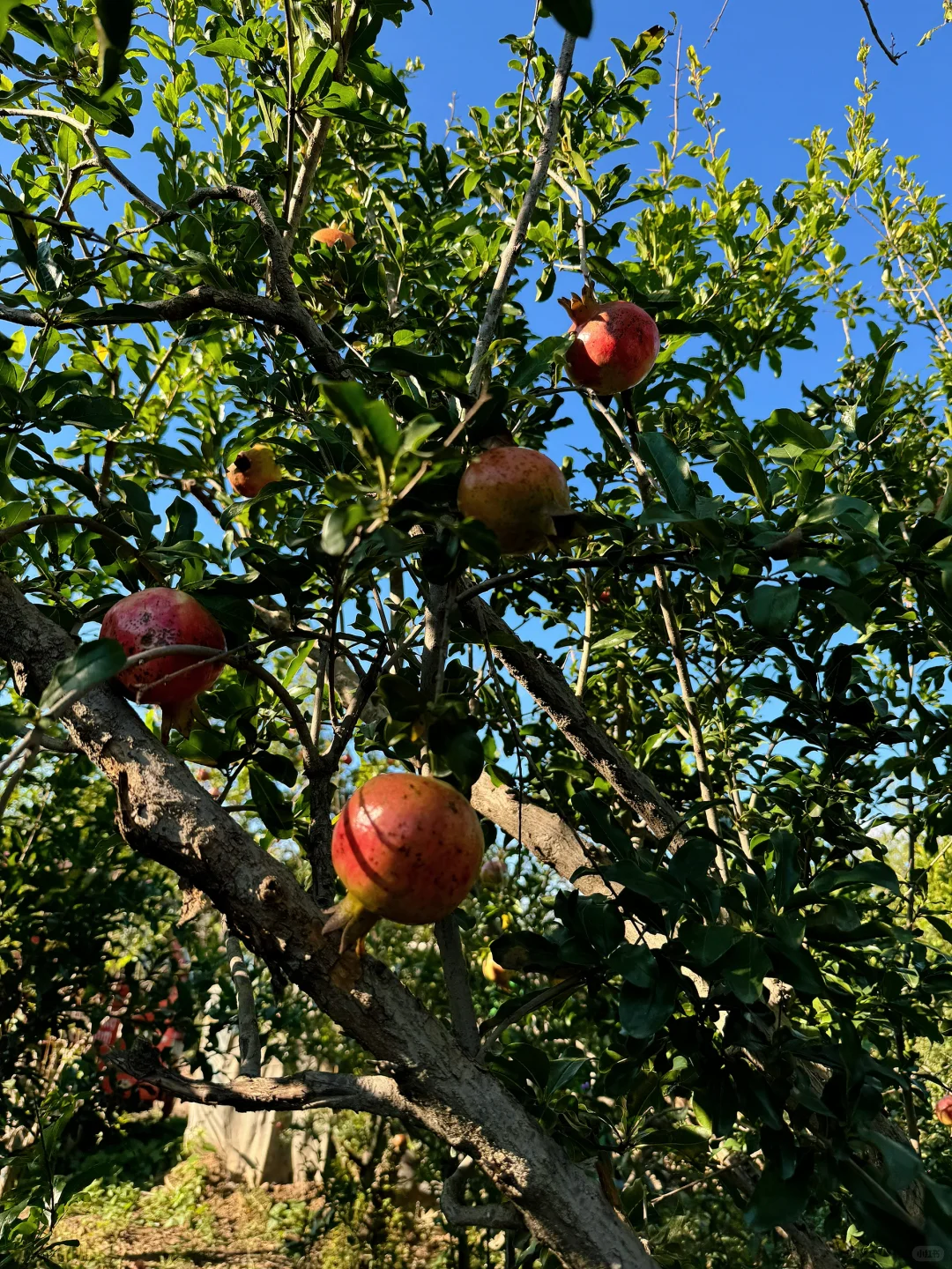 【北京大兴 】各种果树包种包活