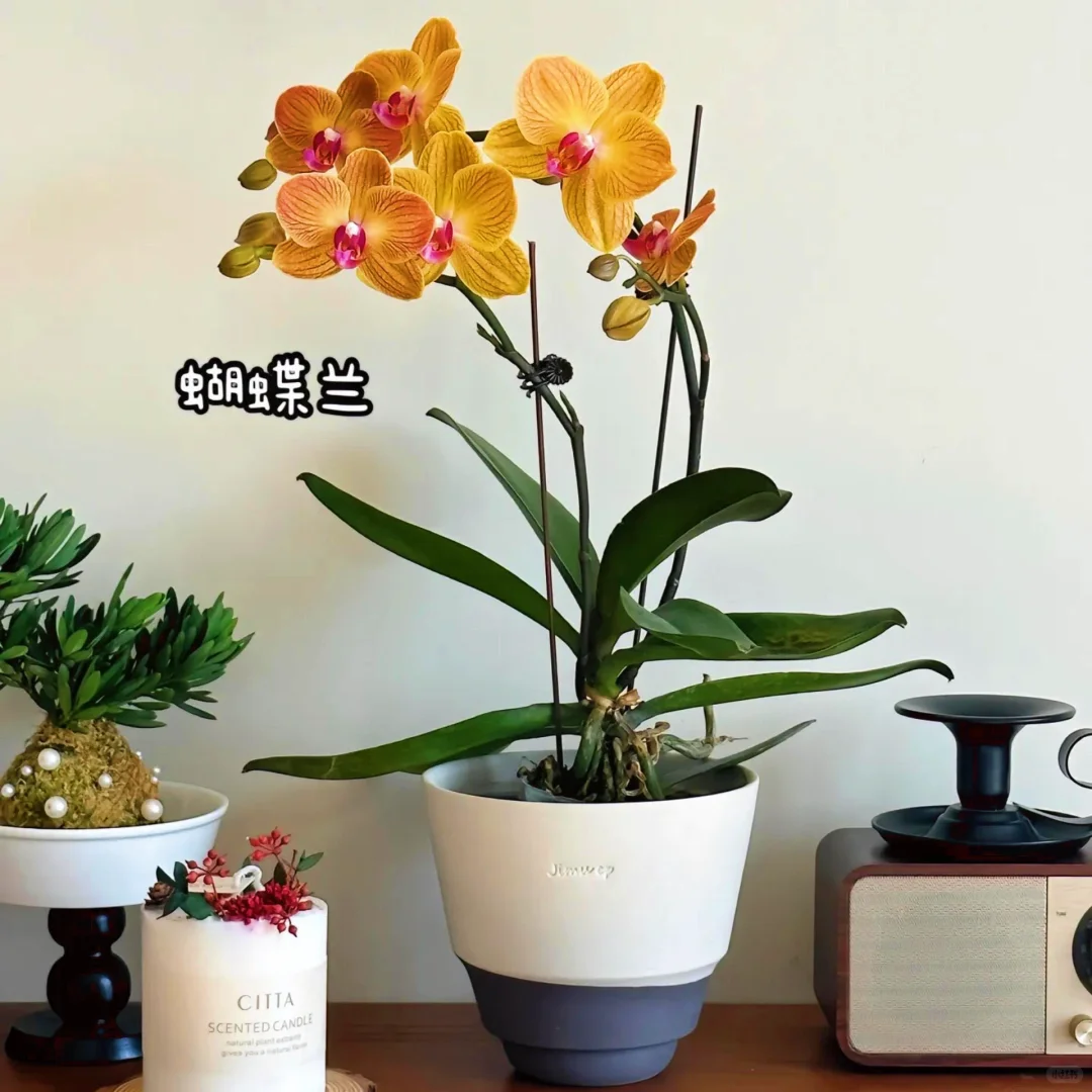 适合室内养的9种高颜值盆栽！！！