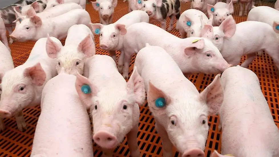 猪只健康管理的数据应用