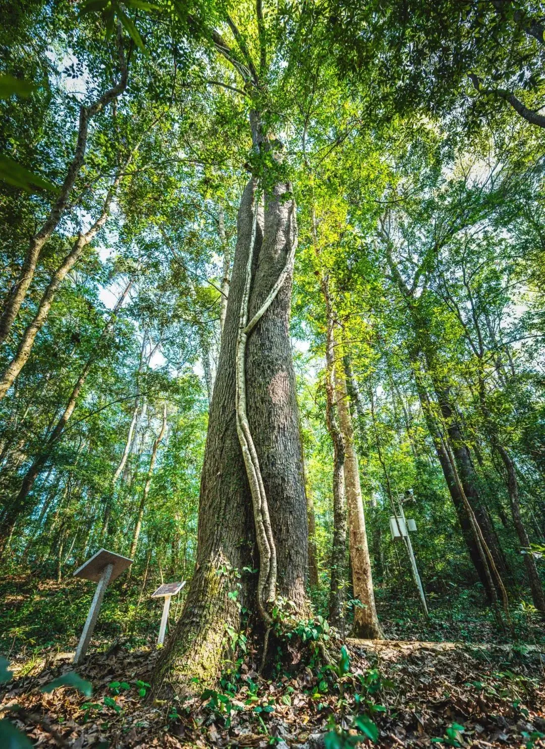 福建隐藏的千年森林！背后故事太戳人了！