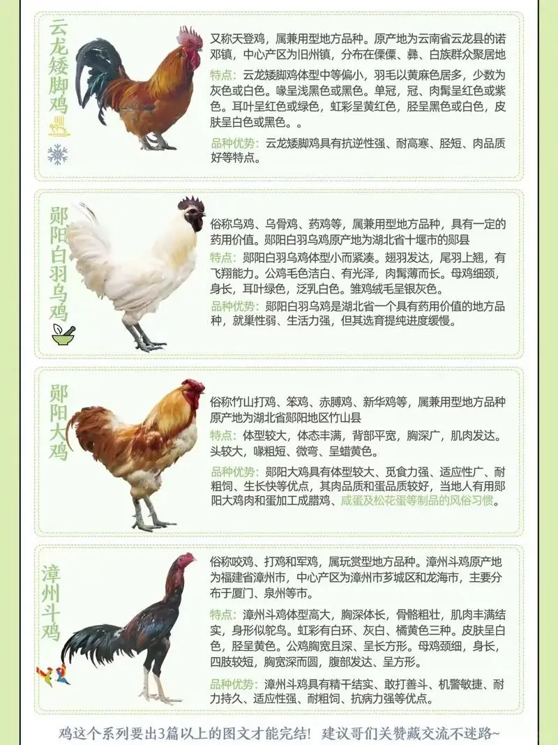 鸡种图鉴三:不止是美味,更是基因库