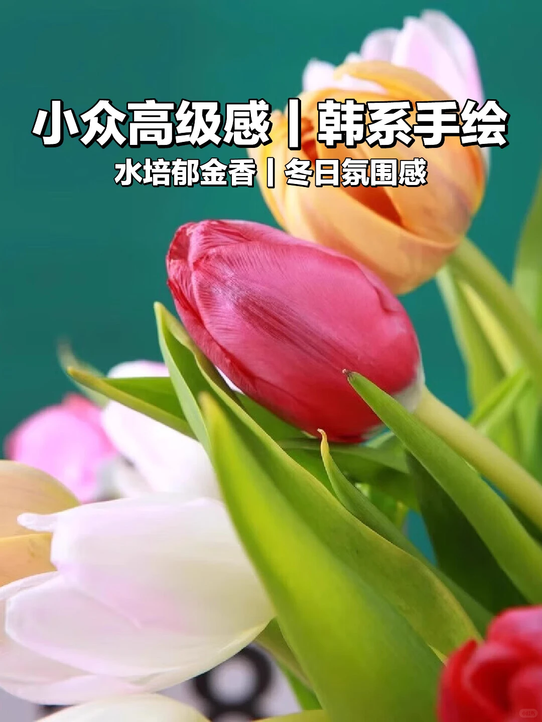 ?水培花卉｜老钱风绿植种草