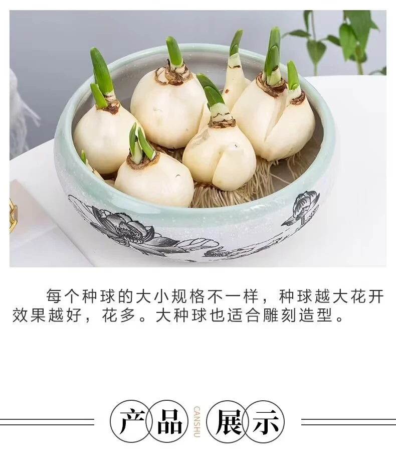 ✨全网首发｜漳州水仙花盆栽种草