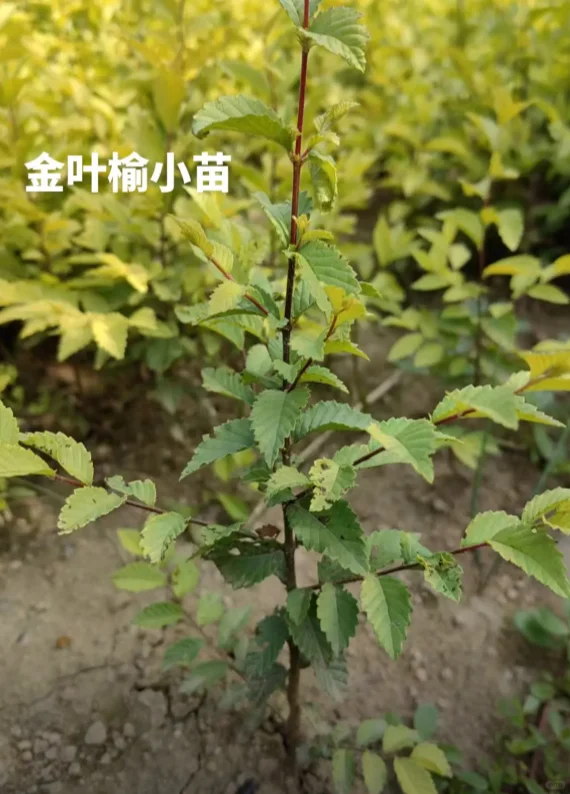金叶榆小苗有需要的吗，可以出圃了