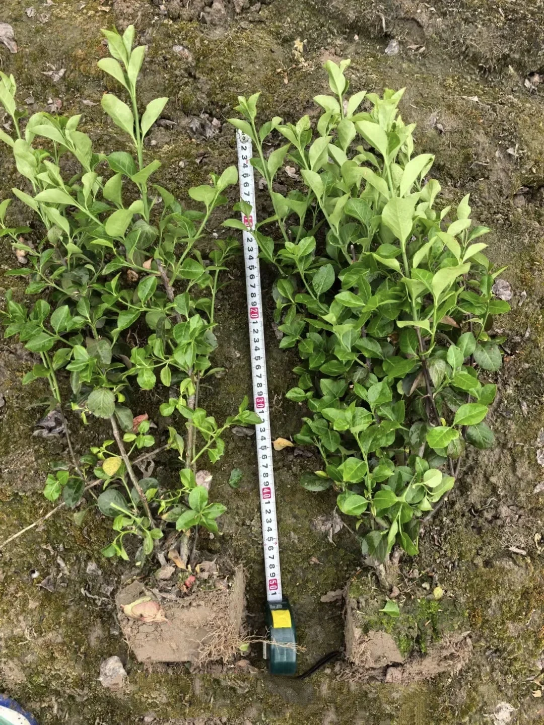 冬青，为毛有需要的吗？