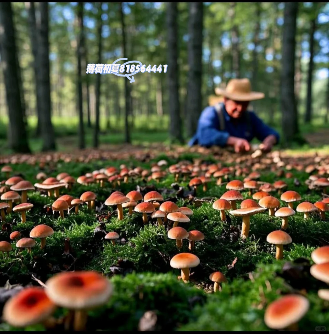 林下经济一_章节一