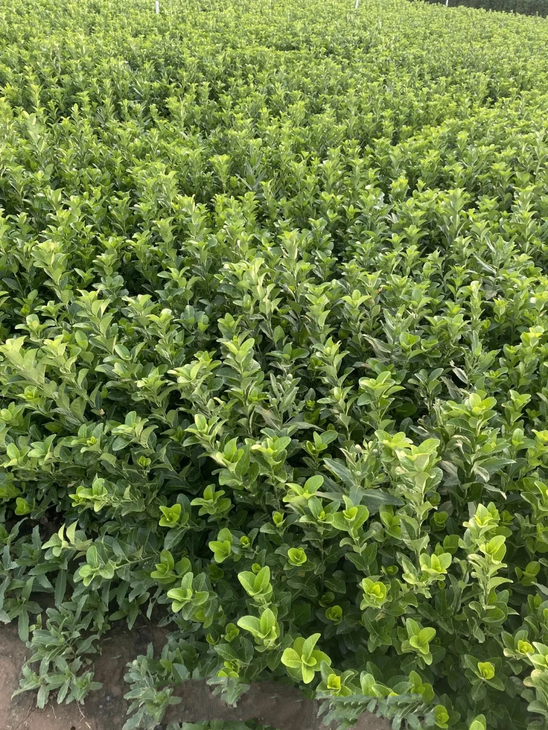 冬青，为毛有需要的吗？