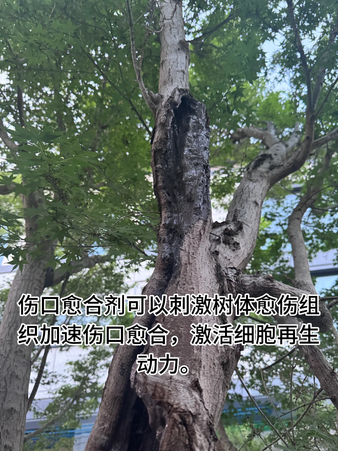 花了40万从日本买了一颗羽毛红枫树