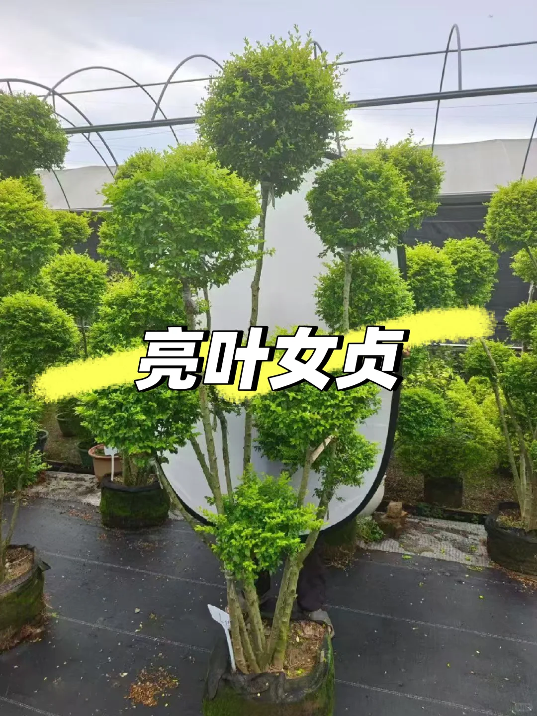 【苗木~亮叶女贞】