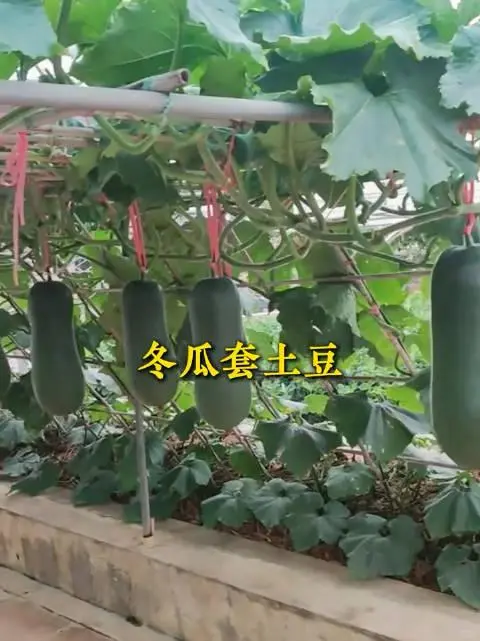 快收好10张蔬菜套种图随时备用种好蔬菜