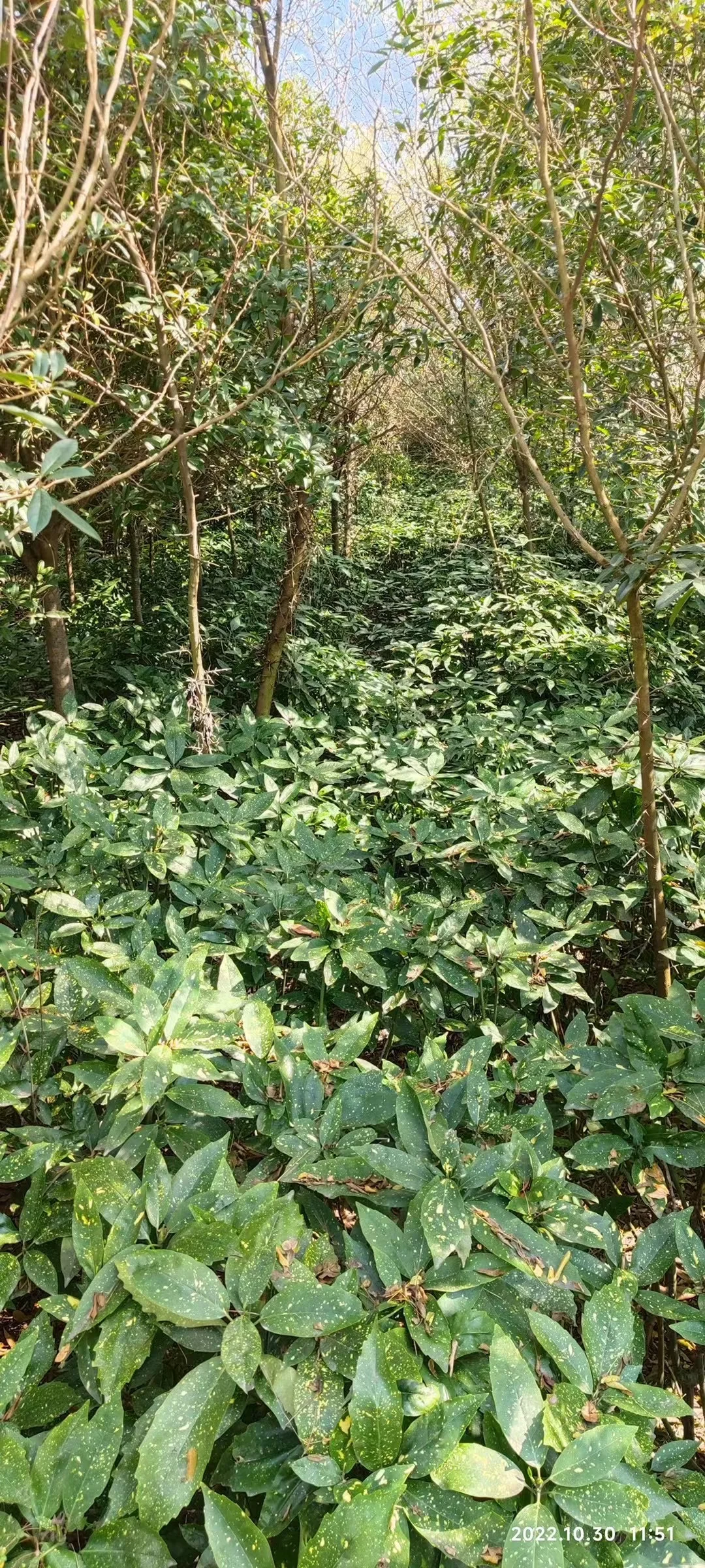 我爸让我把这些树卖出去?