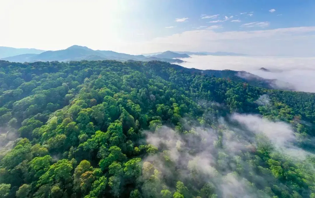 福建隐藏的千年森林！背后故事太戳人了！