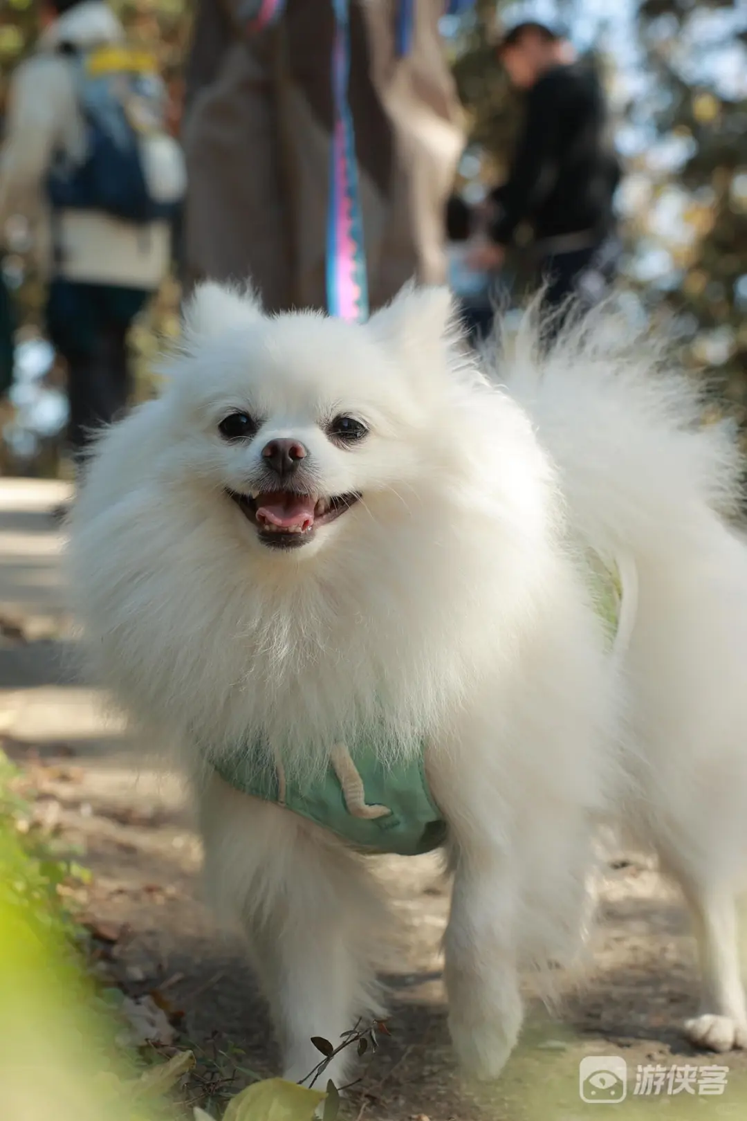 拉夫威尔，让狗狗的每一步都有环保温度
