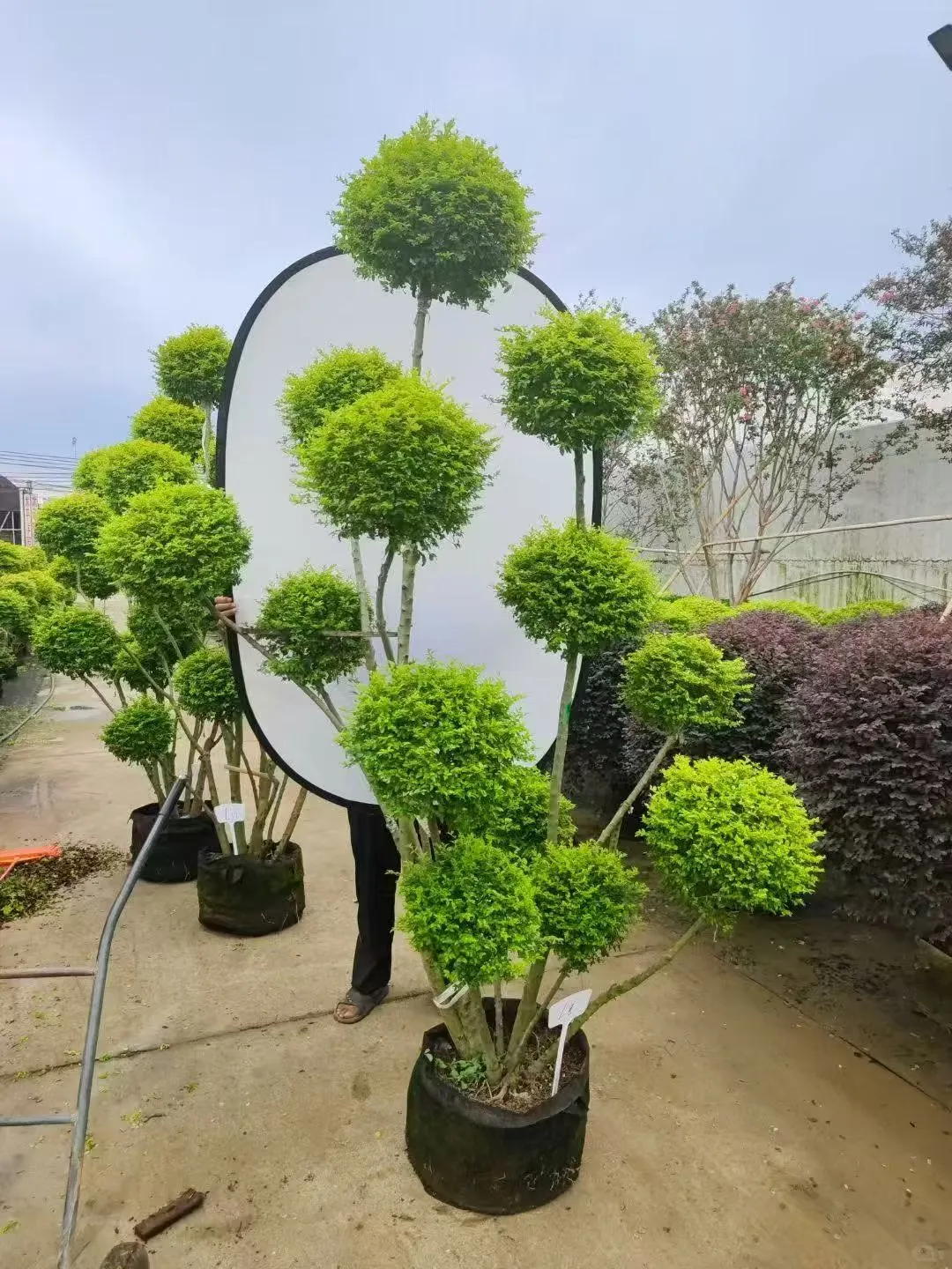 【苗木~亮叶女贞】