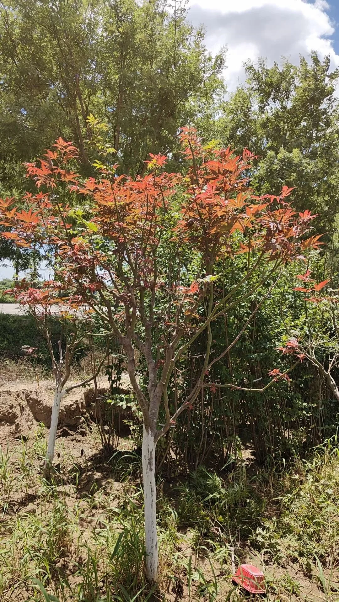 【北京大兴 】各种果树包种包活