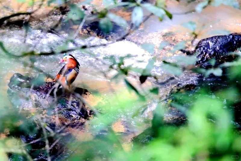 福建隐藏的千年森林！背后故事太戳人了！
