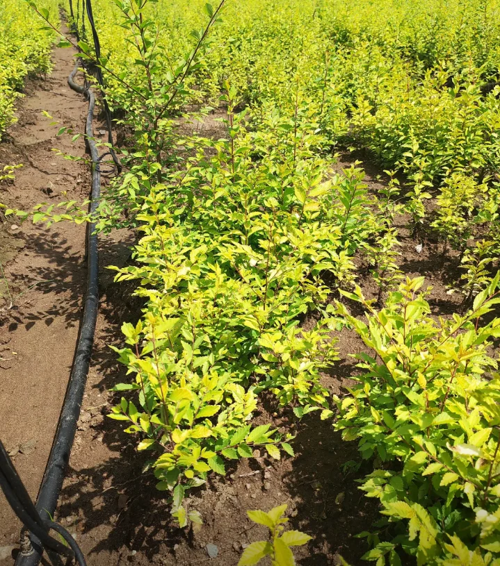 金叶榆小苗有需要的吗，可以出圃了