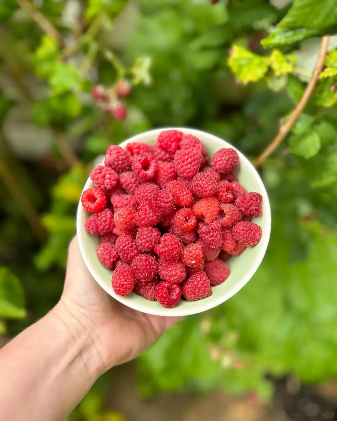 农村长大的孩子都有一段摘树莓的回忆