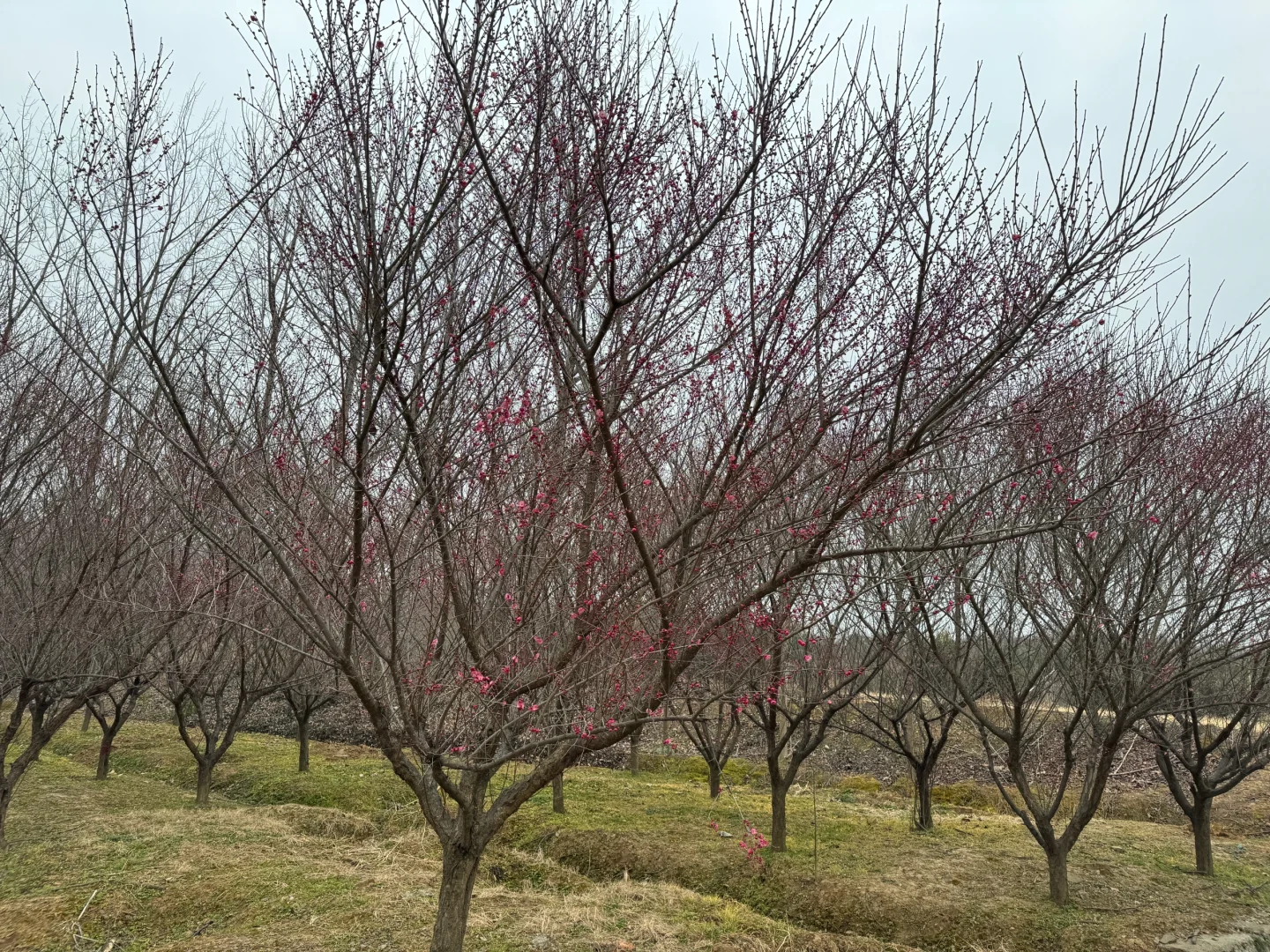 我家近千亩苗圃