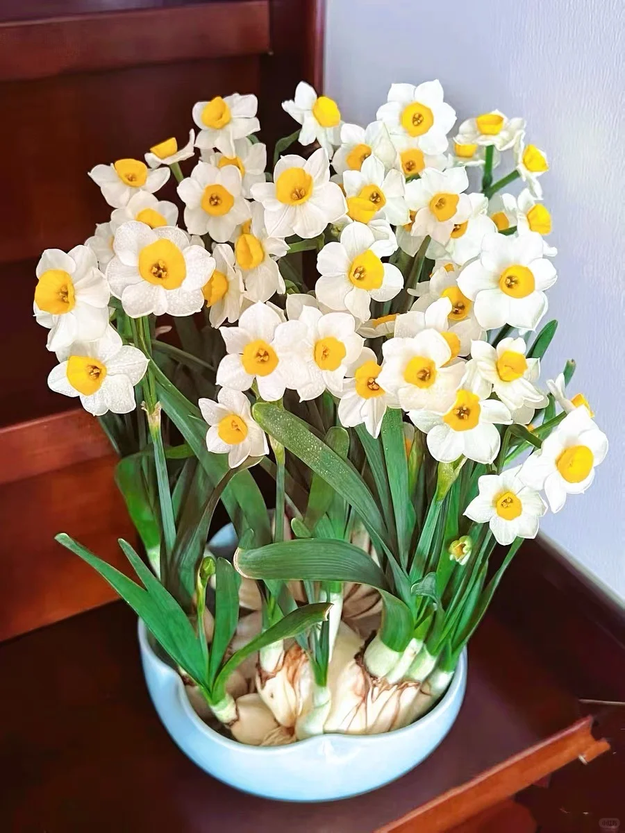 水仙花