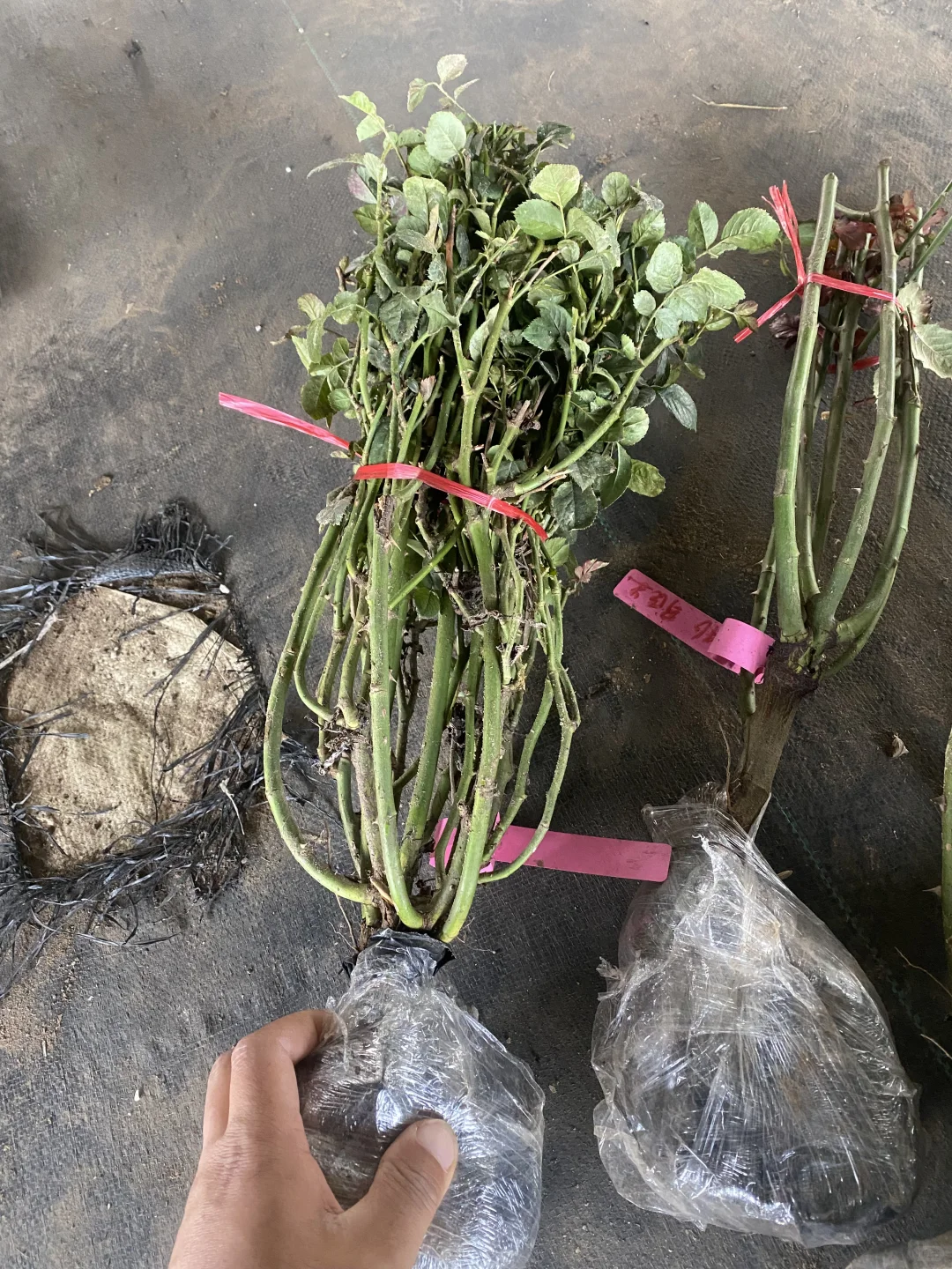 25年的第一批地栽大苗土球发货，今天发出