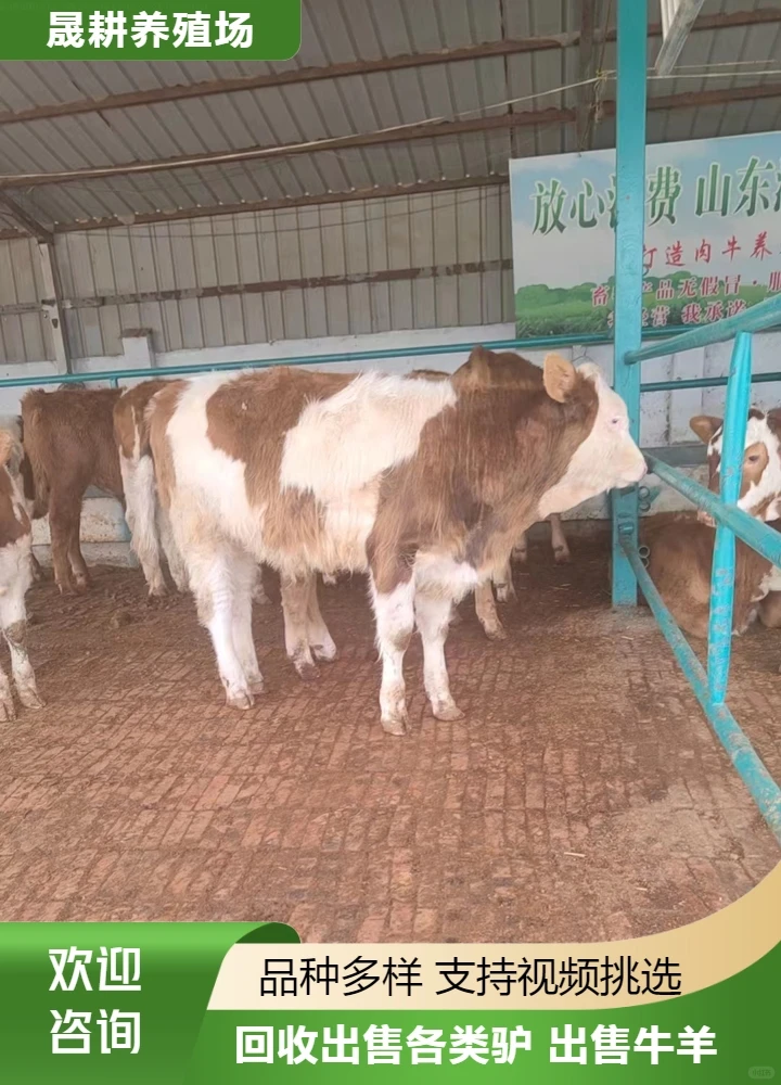 唐山活牛厂家