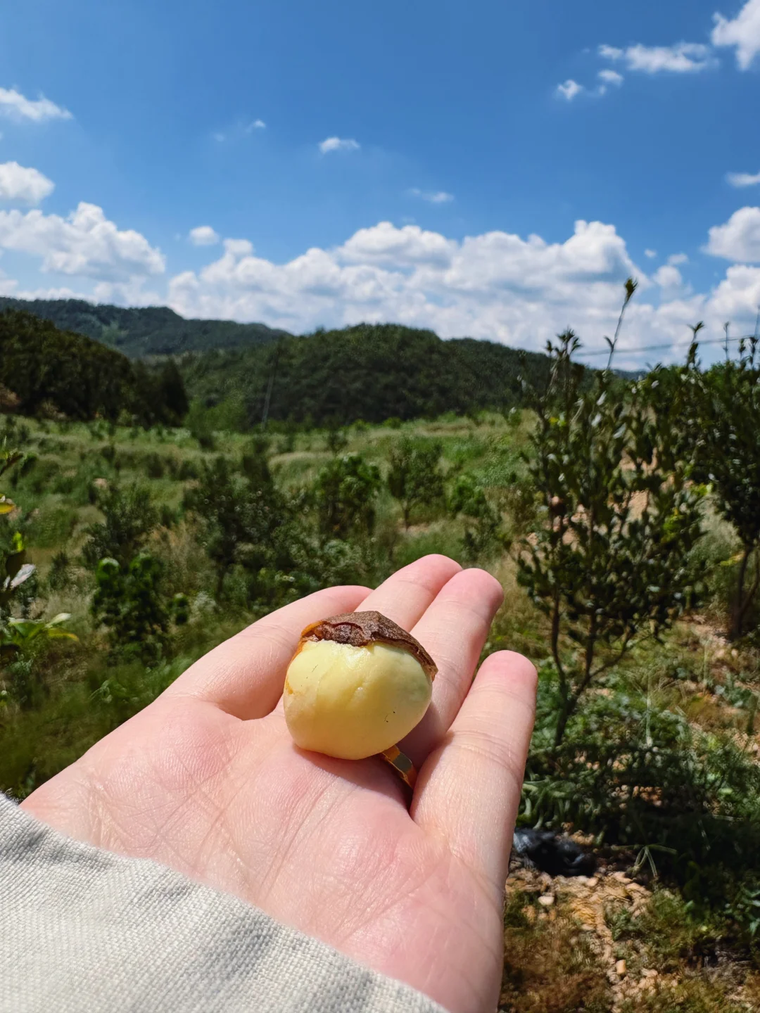 ?6000亩云雾油茶林｜问顶康源溯源之旅