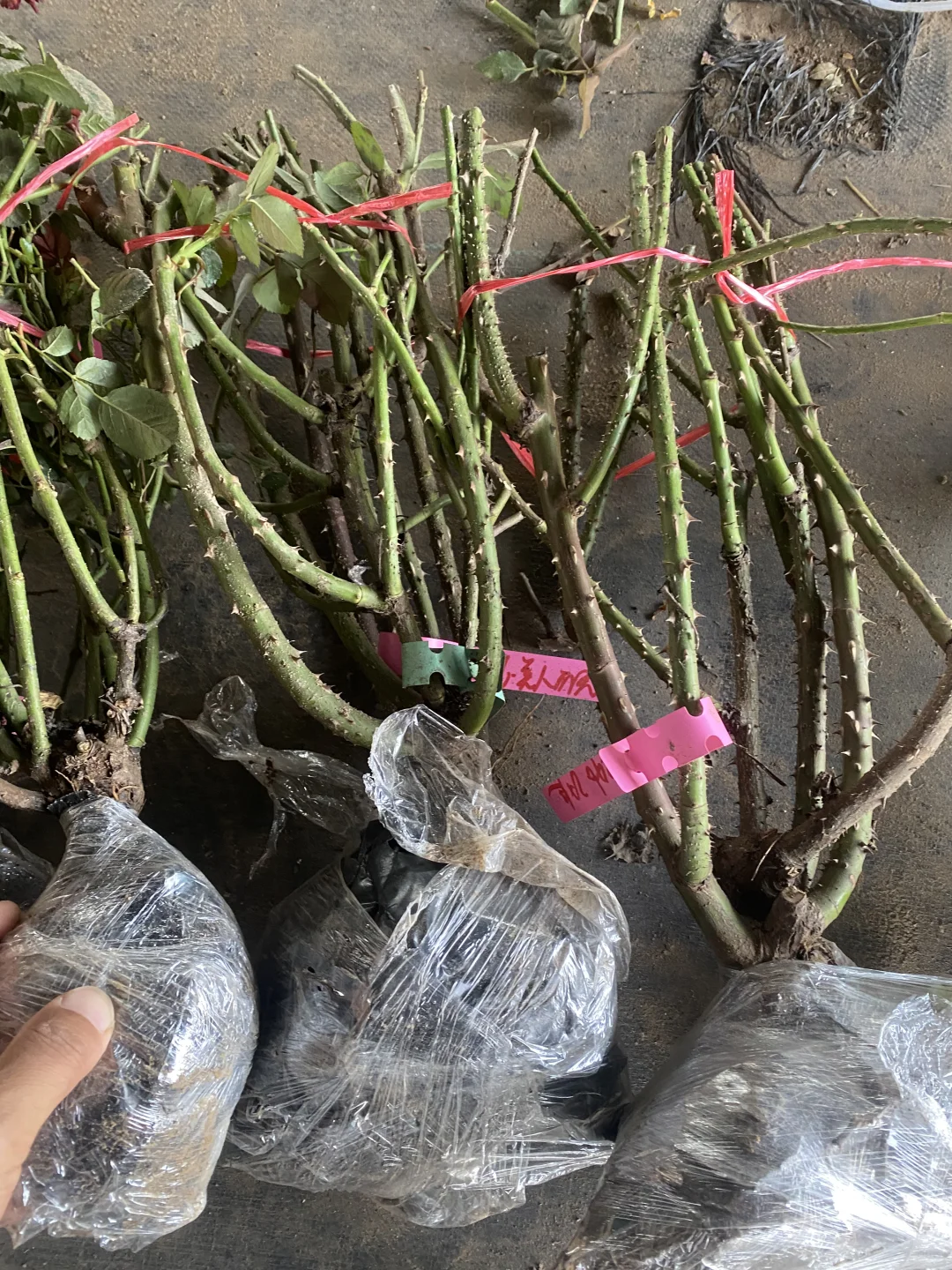 25年的第一批地栽大苗土球发货，今天发出